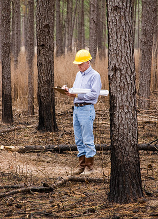 ConsultingForestersBanner