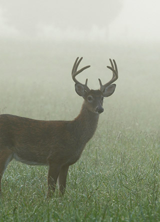 HuntingLeasesBanner