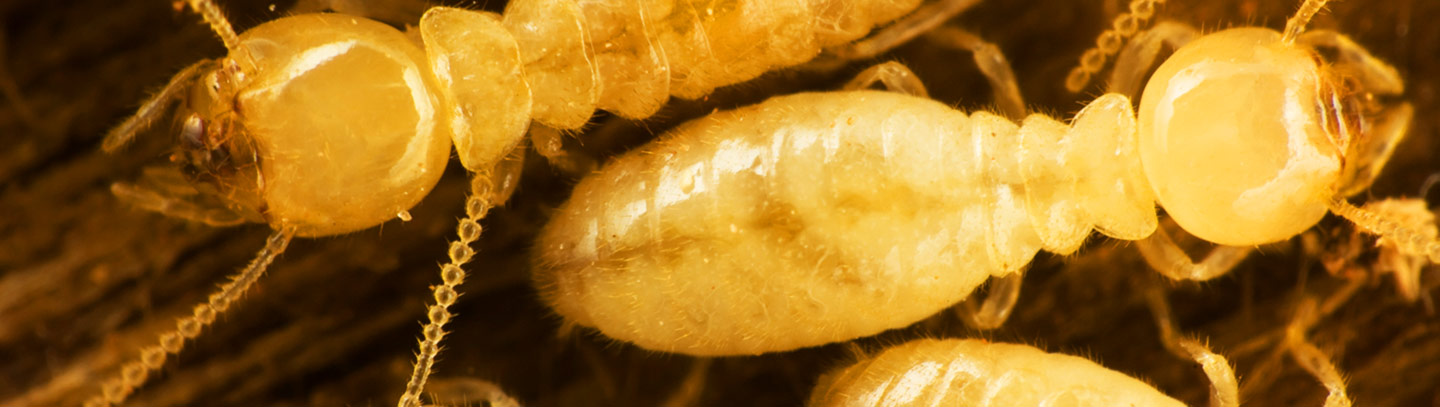 PestControlBanner