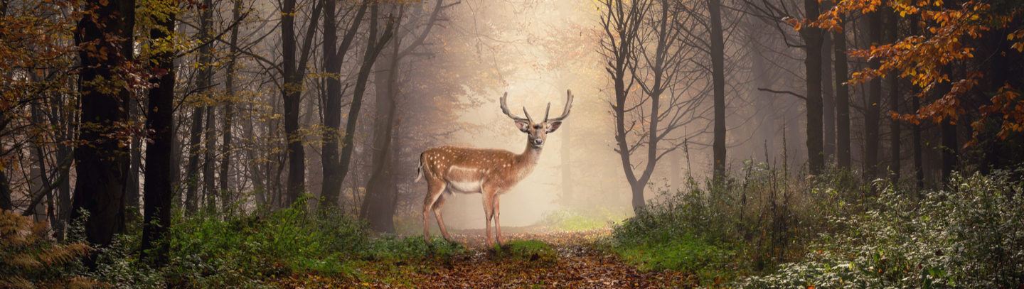 Buck on path in middle of forest, with fog behind it. 