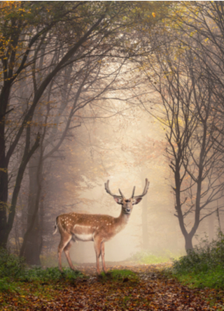 Buck on path in middle of forest, with fog behind it. 