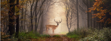 Buck on path in middle of forest, with fog behind it. 